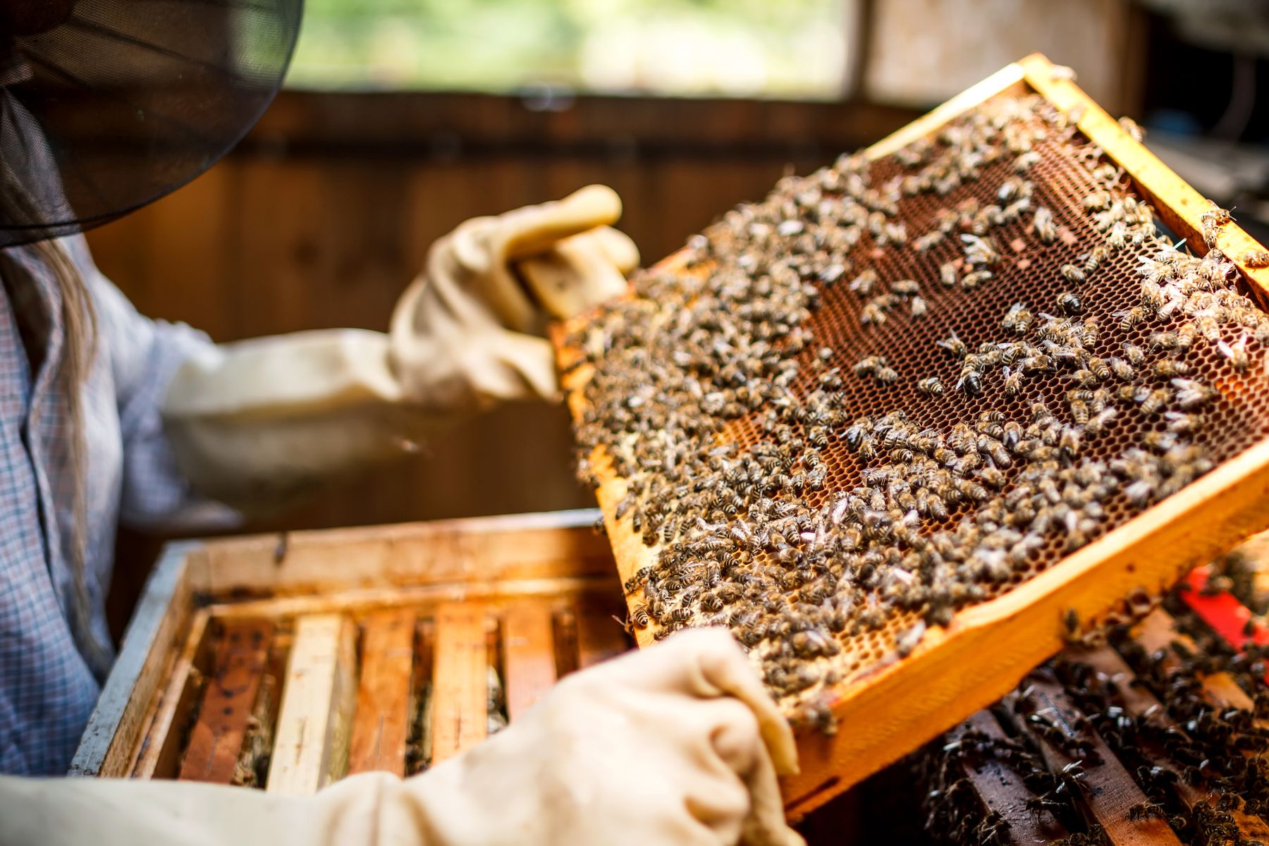 Beekeeper lifting a frame covered in bees from a hive